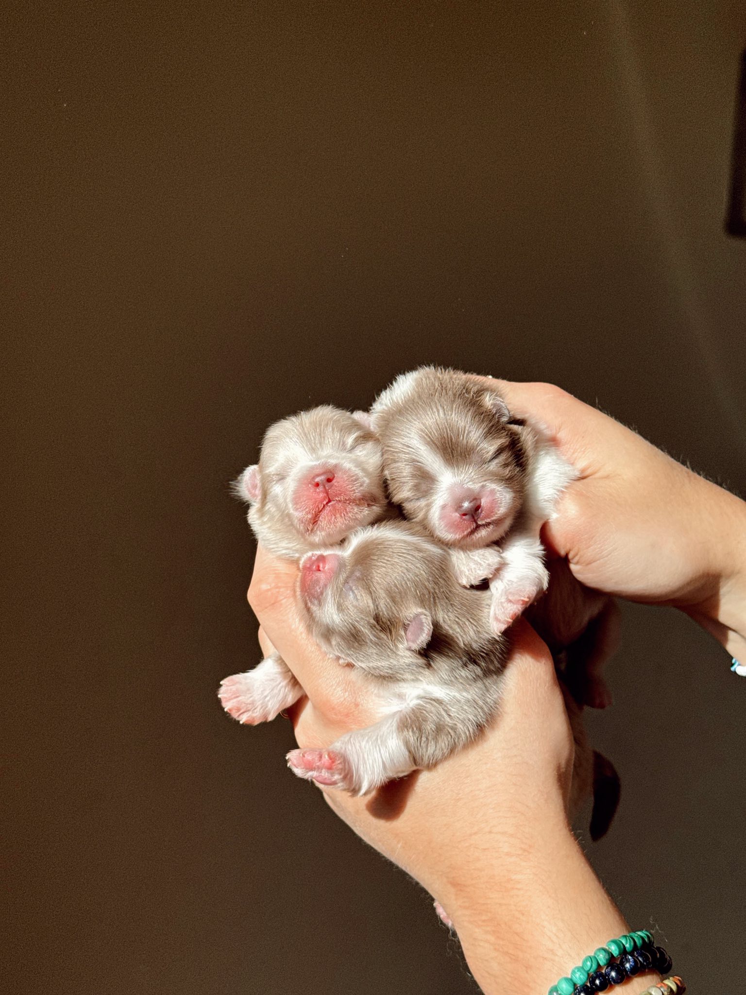 Muestra de colores Pomerania